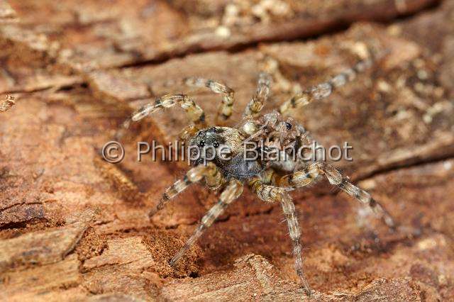 Lycosidae_4842.JPG - France, Pyrénées-Atlantiques (64), Araneae, Lycosidae, Lycose ou Araignée-loup (Pardosa sp), femelle portant ses jeunes sur le dos (abdomen), Wolf spider